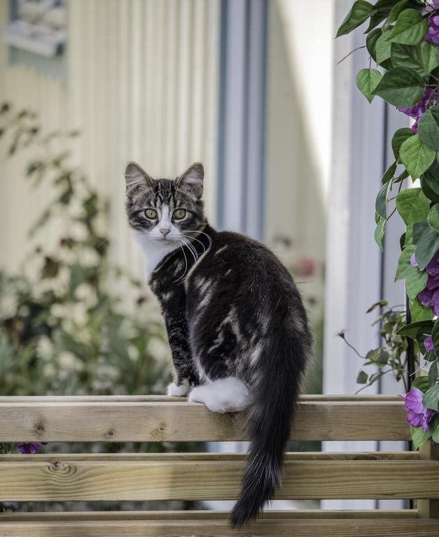 Stall Haellarp Falkenberg Exteriér fotografie